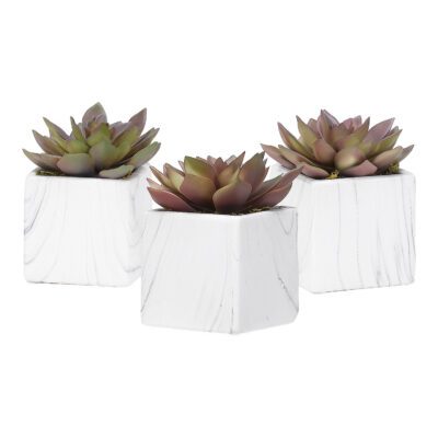 Rose Echeveria in White Marbled Ceramic Square - Set of 3 - 189025