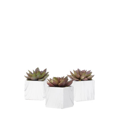 Rose Echeveria in White Marbled Ceramic Square - Set of 3 - 189025