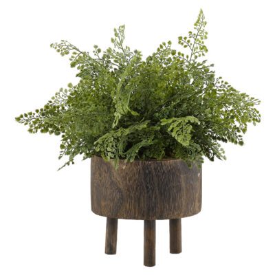 Maiden Hair Fern in Medium Miller Planter - 189042