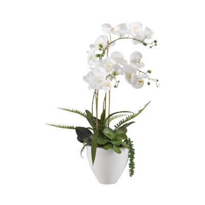 White Orchids in White Ceramic Bowl - 189048