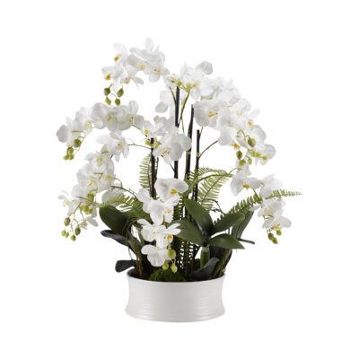 White Orchids in Round White Ceramic Dish - 189049