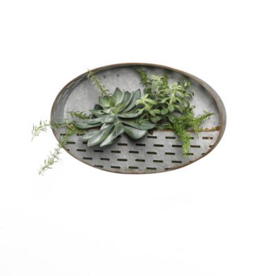 Frosted Echeveria, Tree Succulents, and Rosemary in Oval Metal Wall Sconce - 189056