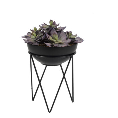 Frosted Pink Echeveria in Black Resin Bowl with Metal Stand - 189073