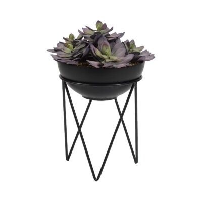 Echeveria in Black Estelle Planter - 189073