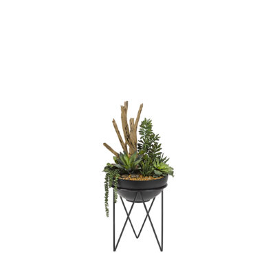 Ruffle Echeveria, Jade Plant, Mini Yucca & Driftwood in Estelle Planter - 189083