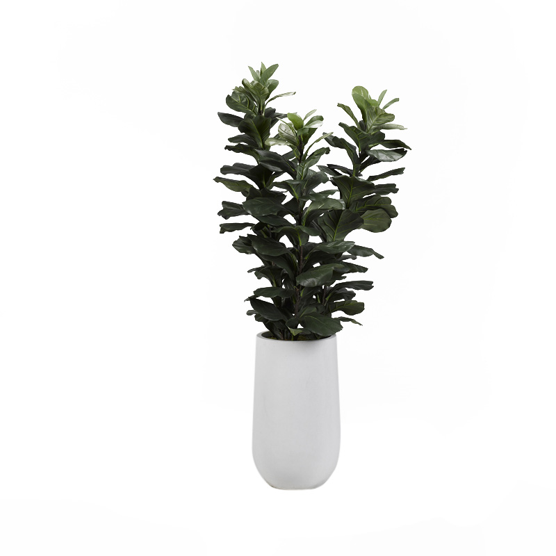 6' Fiddle Leaf Fig Tree in Medium Quinn Planter - 318914