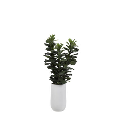Fiddle Leaf Fig in Quinn Planter 6' - 318914
