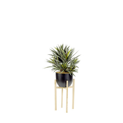 Star Succulent in Catalina Planter with Wood Stand - 318915