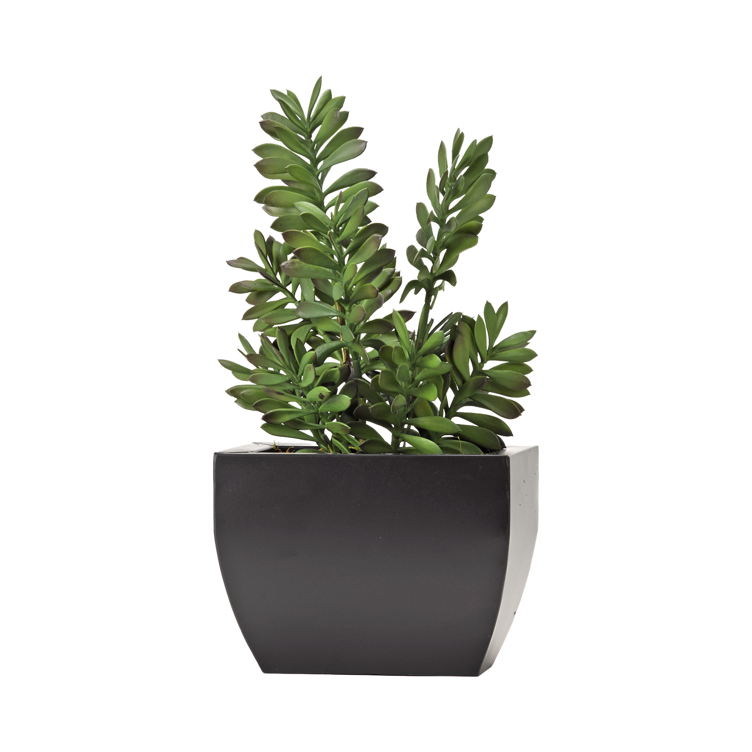 Jade Plant in Rectangle Metal Planter - 191024