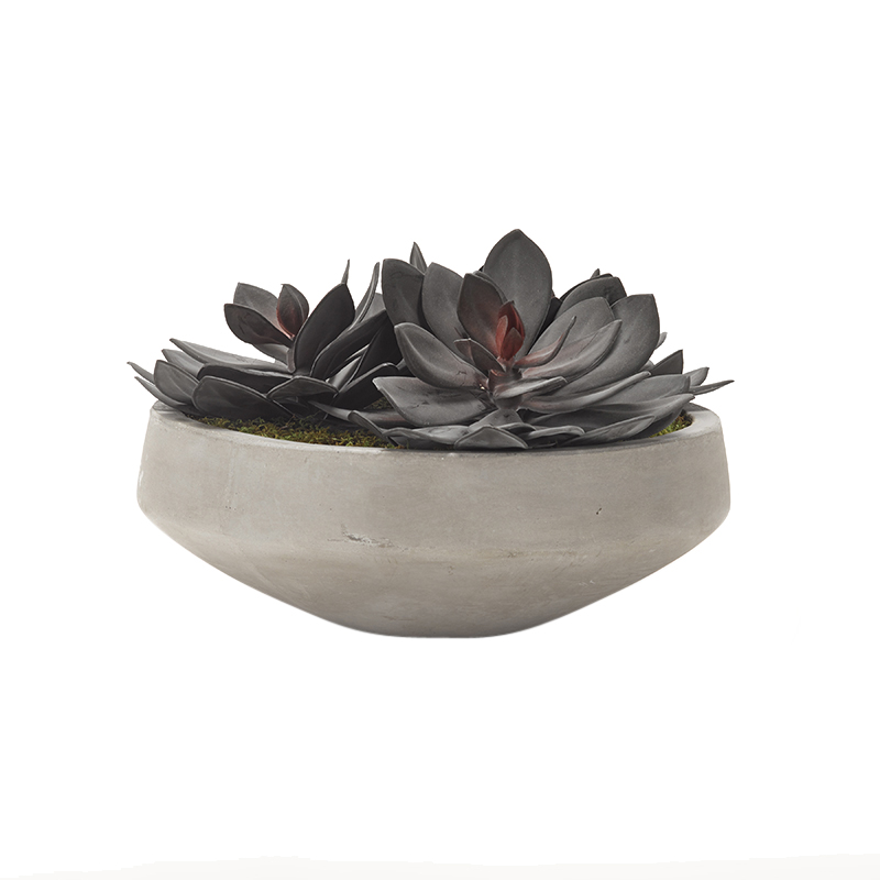 Extra Large Echeveria in Newport Bowl - 191027
