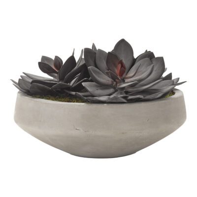 Extra Large Echeveria in Newport Bowl - 191027