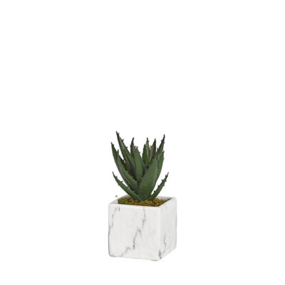 Mini Aloe Plant in White Marble Ceramic Cube - 191055