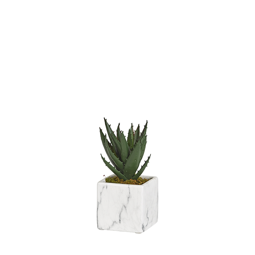 Mini Aloe Plant in White Marble Ceramic Cube - 191055