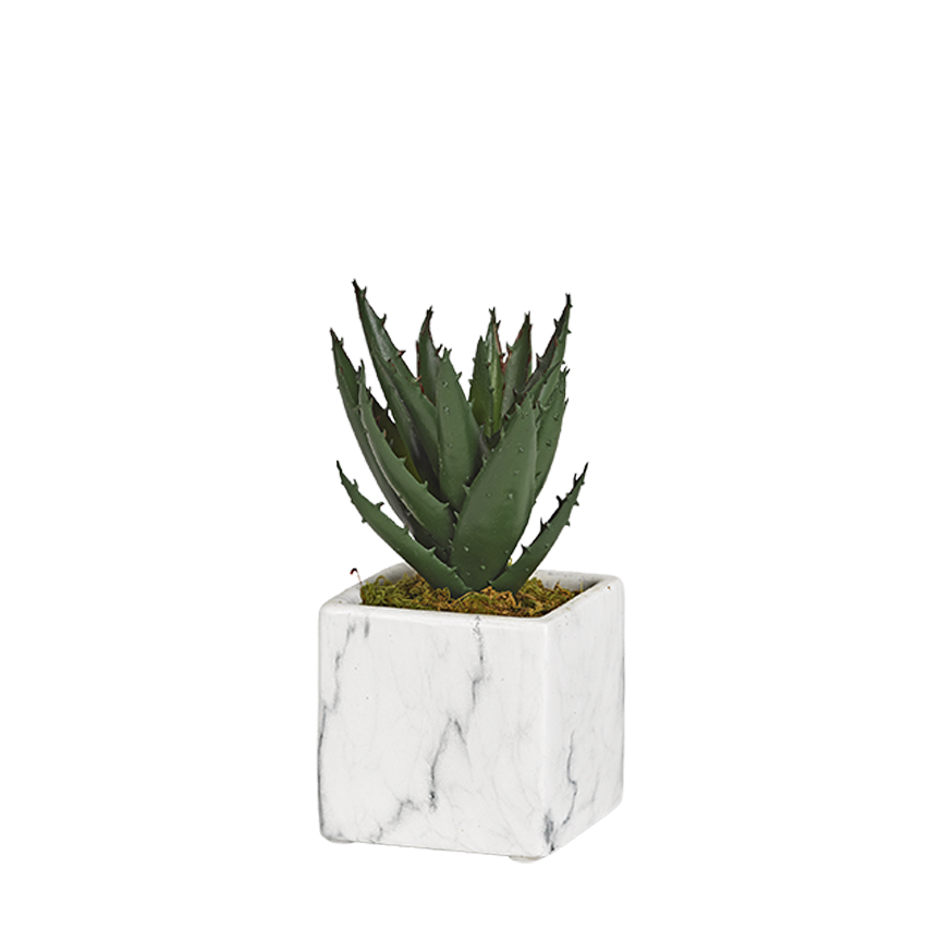 Mini Aloe Plant in White Marble Ceramic Cube - 191055 - Image 2