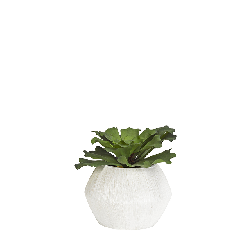 Large Ruffled Echeveria in Cove Vase - 191059