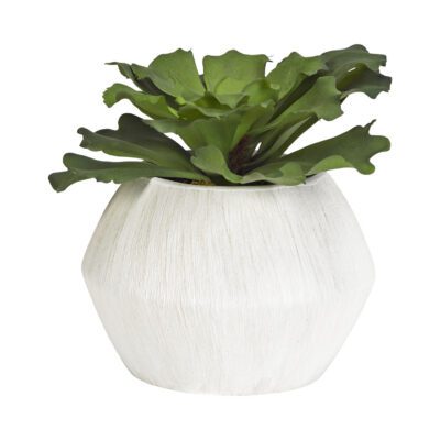 Large Ruffled Echeveria in Cove Vase - 191059