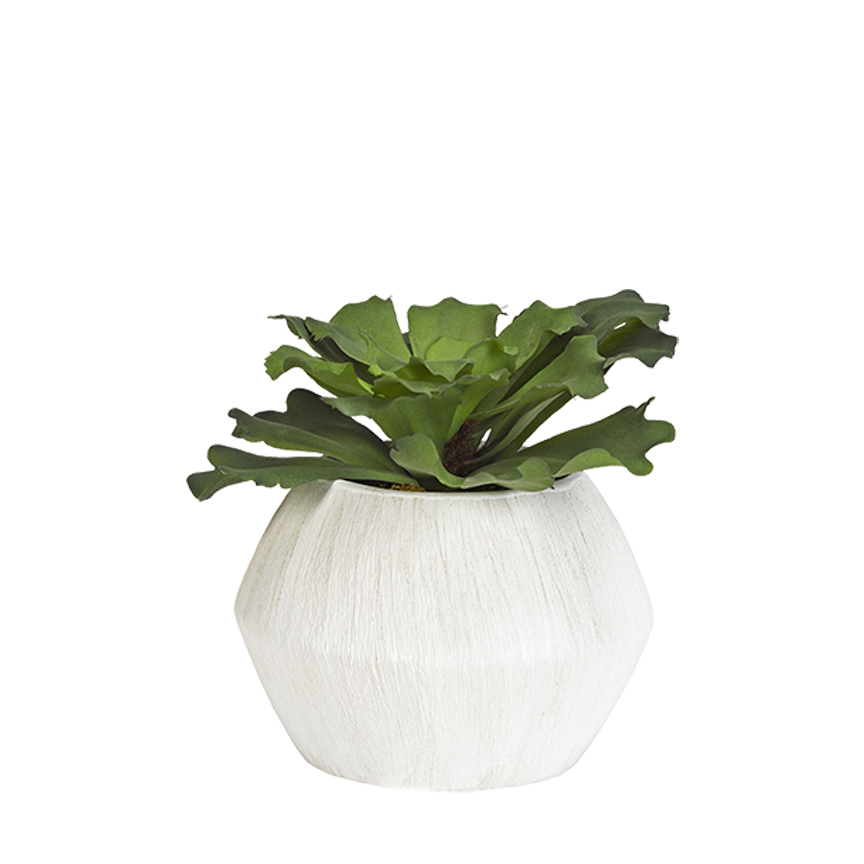 Large Ruffled Echeveria in Cove Vase - 191059 - Image 2