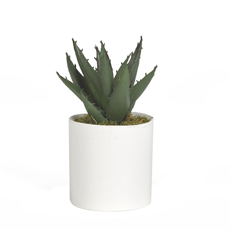 Mini Aloe Plant in Tori Vase - 191060