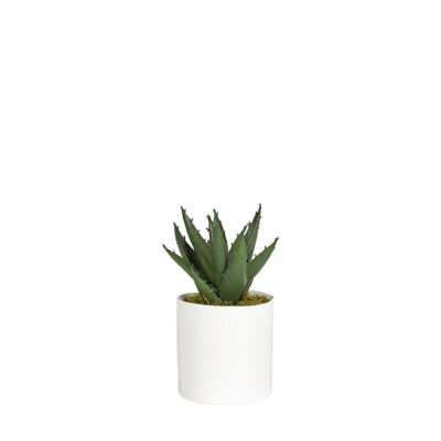 Mini Aloe Plant in Tori Vase - 191060