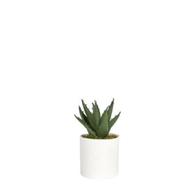 Mini Aloe Plant in Tori Vase - 191060