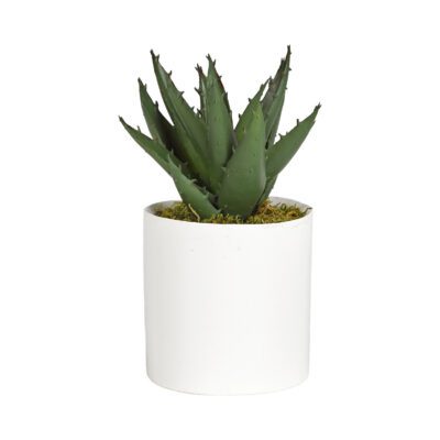 Mini Aloe Plant in Tori Vase - 191060