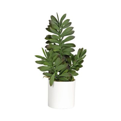 Jade Plant in Tori Vase - 191062