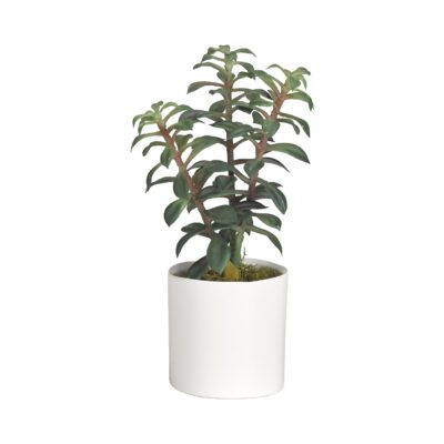 Tree Succulent in Tori Vase - 191064
