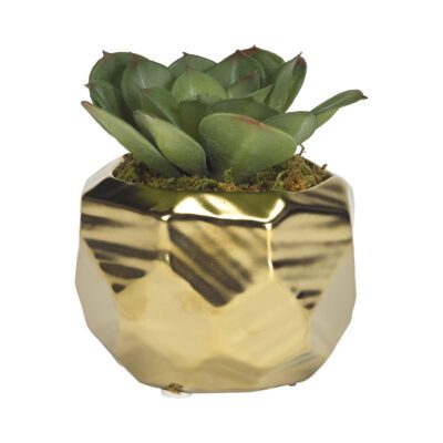 Small Green Echeveria in Small Gold Flintstone Planter - 191065
