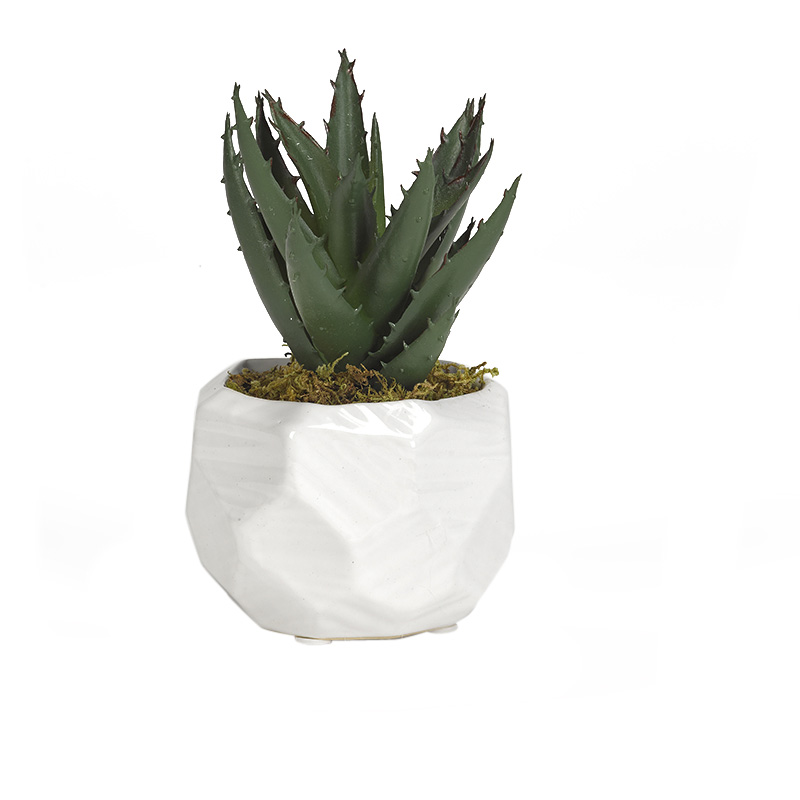 Mini Aloe Plant in Small White Flintstone Planter - 191067