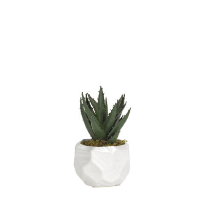 Mini Aloe Plant in Small White Flintstone Planter - 191067