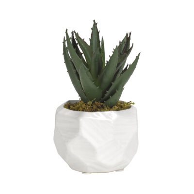 Mini Aloe Plant in Small White Flintstone Planter - 191067