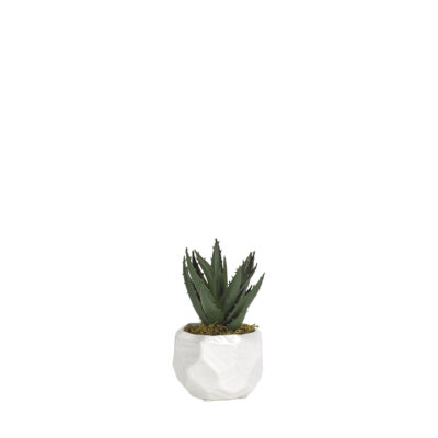 Mini Aloe Plant in Small White Flintstone Planter - 191067
