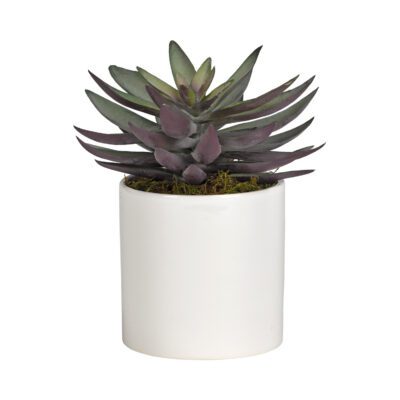 Frosted Green Echeveria in Tori Vase - 191070