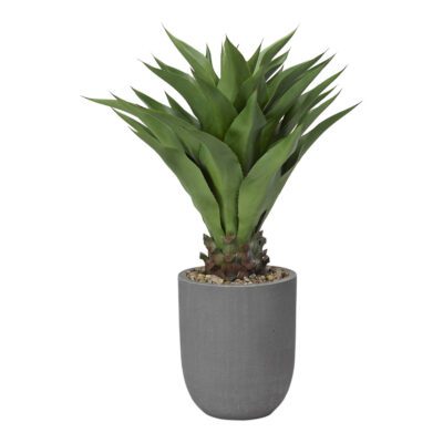 Sisal Plant in Campbell Planter - 319103