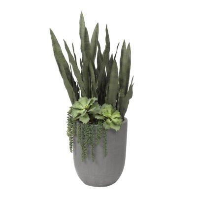 Sansevieria Plant, Echeveria & Sedum in Campbell Planter - 319107