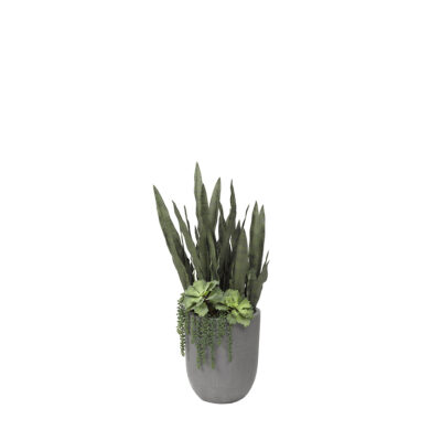 Sansevieria Plant, Echeveria & Sedum in Campbell Planter - 319107