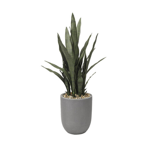 Sansevieria Plant in Campbell Planter - 319109 - Image 2