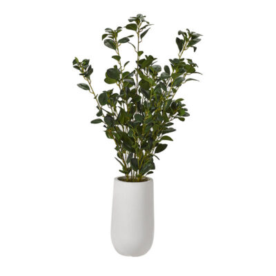 Oriental Ficus in Small Quinn Planter - 319110