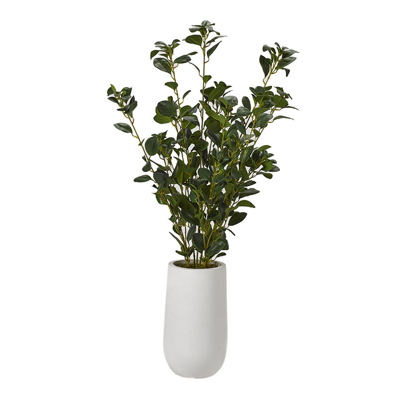 Oriental Ficus in Small Quinn Planter - 319110