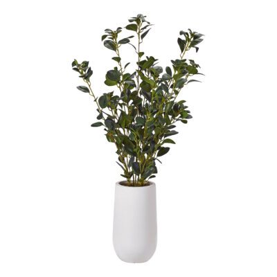 Oriental Ficus in Small Quinn Planter - 319110