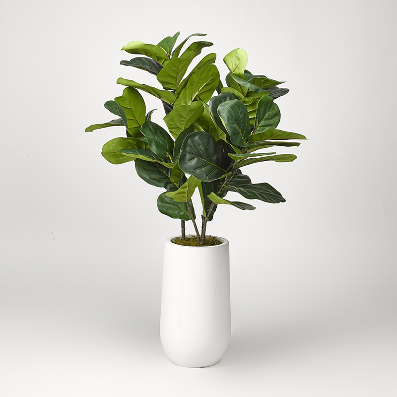 Fiddle leaf fig plant in round white planter D&W Silks