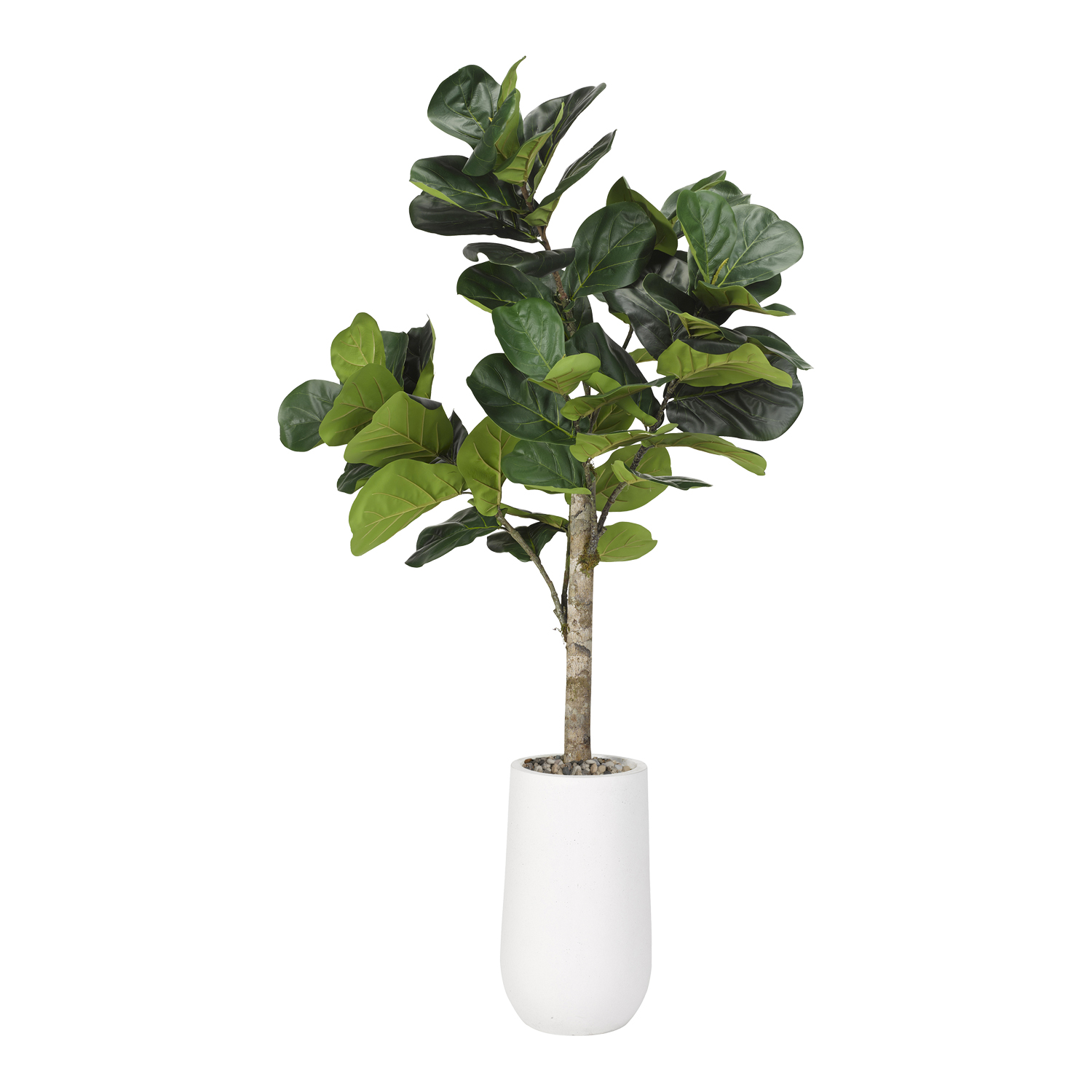 Fiddle Leaf Fig in Quinn Planter 5.5' - 319120