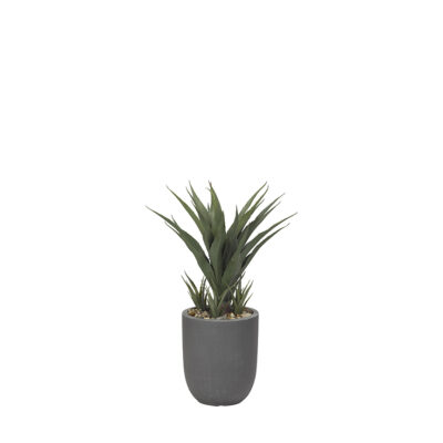 Sisal Plant in Campbell Planter - 319121