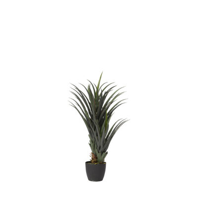 Dwarf Pineapple Plant in Nursery Pot - TL806