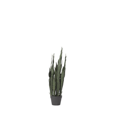Sansevieria Plant in Nursery Pot - TL814