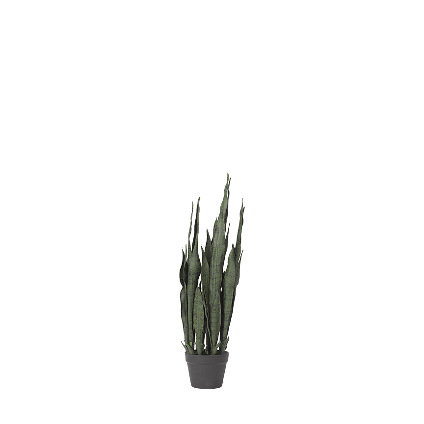 Sansevieria Plant in Nursery Pot - TL814