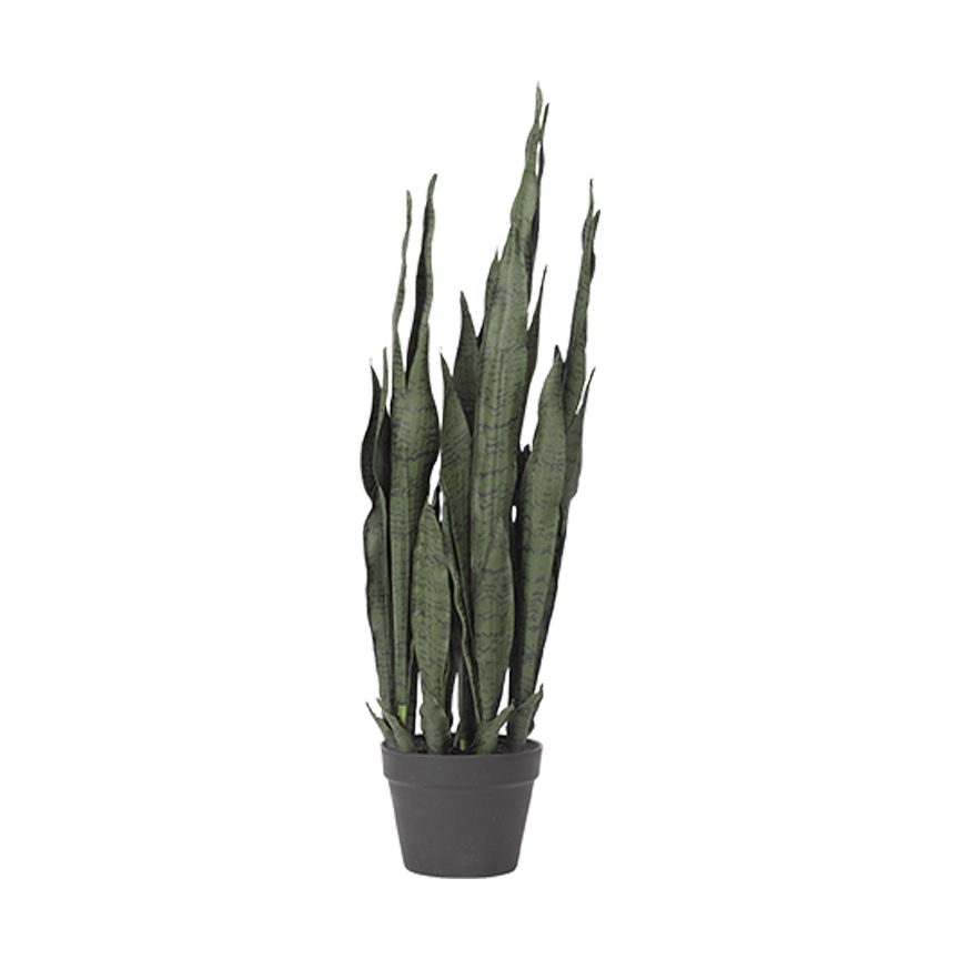 Sansevieria Plant in Nursery Pot - TL814 - Image 2