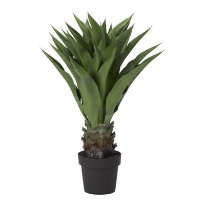 Sisal Plant in Nursery Pot - TL821