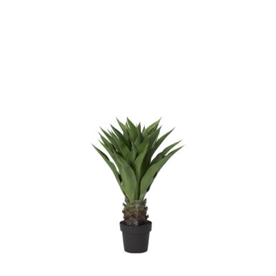 Sisal Plant in Nursery Pot - TL821