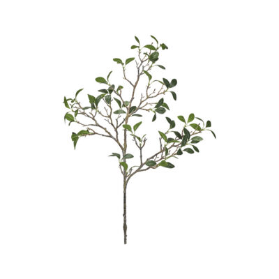 Frangipani Branch - GR2026